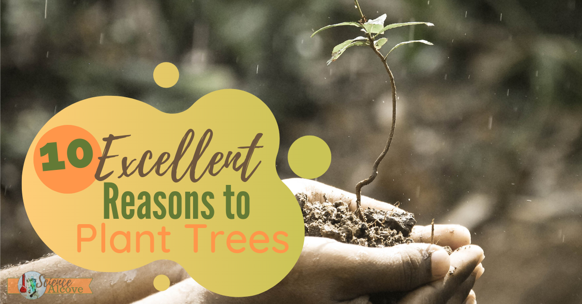 10 Excellent Reasons To Plant Trees