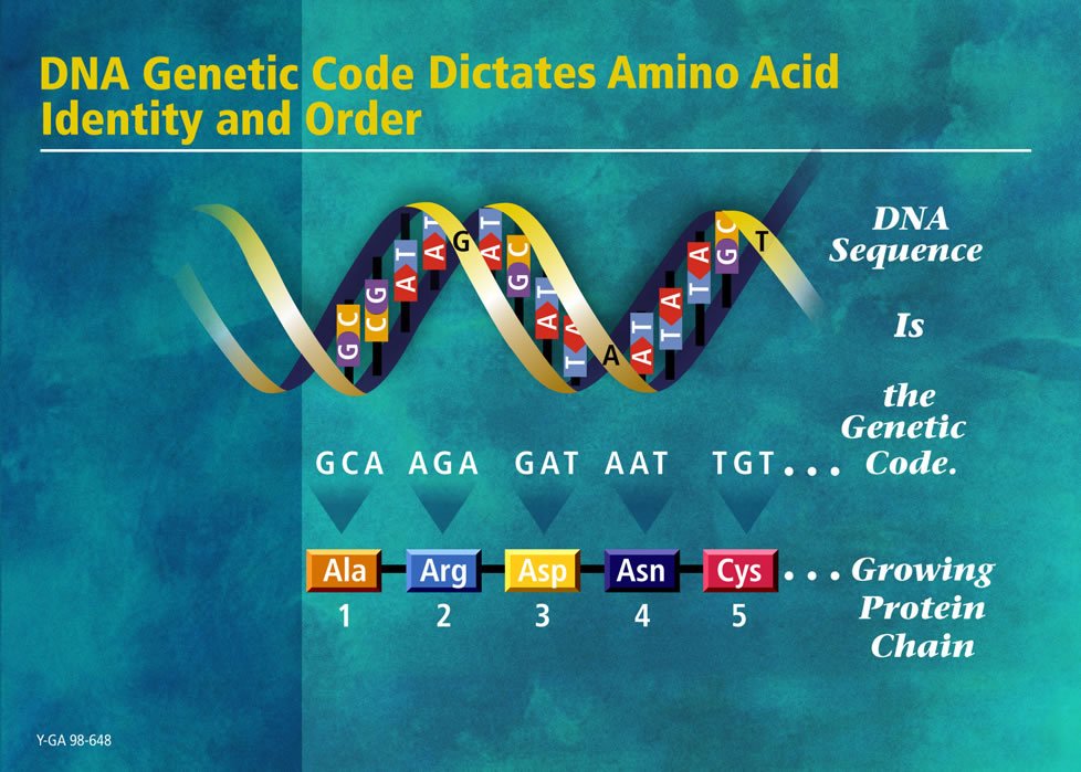 What is the Structure of DNA and Why is it Important Anyway?